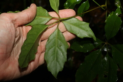 Mackinlaya confusa