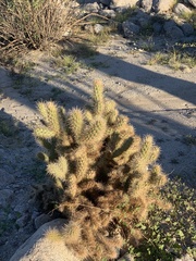 Cylindropuntia echinocarpa