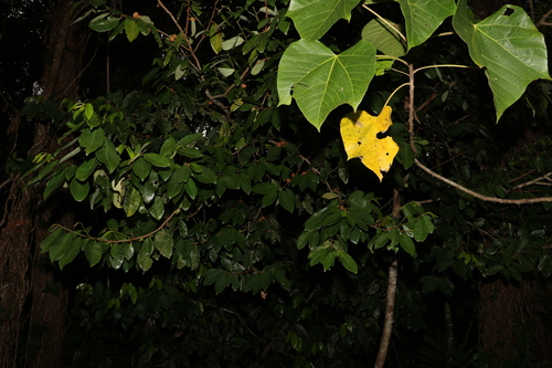Image of Myristica globosa by (c) Greg Tasney, some rights reserved (CC BY-SA)