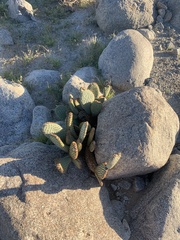 Opuntia basilaris basilaris