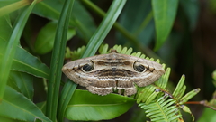 Spirama helicina