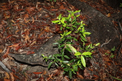 Alyxia spicata