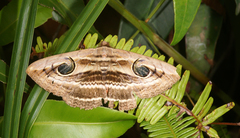 Spirama helicina