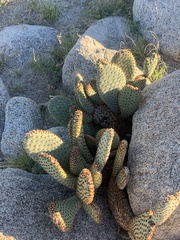 Opuntia basilaris basilaris