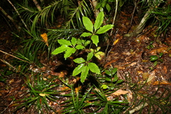 Mackinlaya confusa