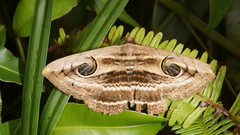 Spirama helicina
