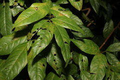 Sapindaceae