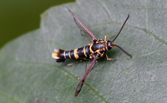 Sesiidae