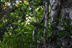 Ailuroedus maculosus