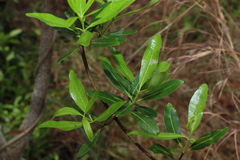 Alyxia spicata