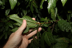 Sapindaceae
