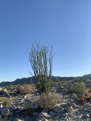 Fouquieria splendens splendens