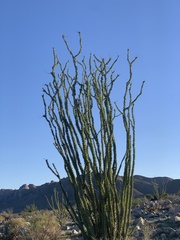 Fouquieria splendens splendens