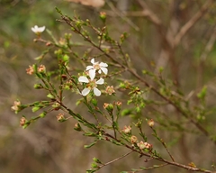 Leptospermum trinervium