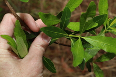 Alyxia spicata