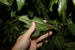 Sapindaceae