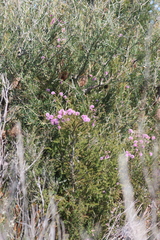 Melaleuca squamea