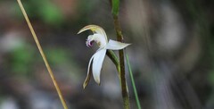 Caladenia gracilis
