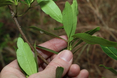 Alyxia spicata