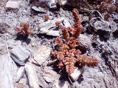 Crassula colligata