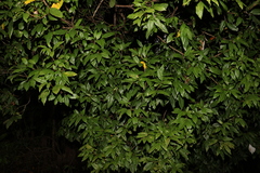 Sapindaceae