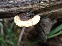 Perenniporia