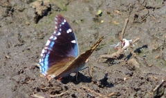 Charaxes guderiana guderiana