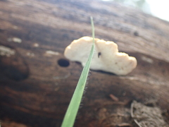 Perenniporia