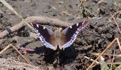 Charaxes guderiana guderiana