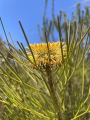 Isopogon anethifolius