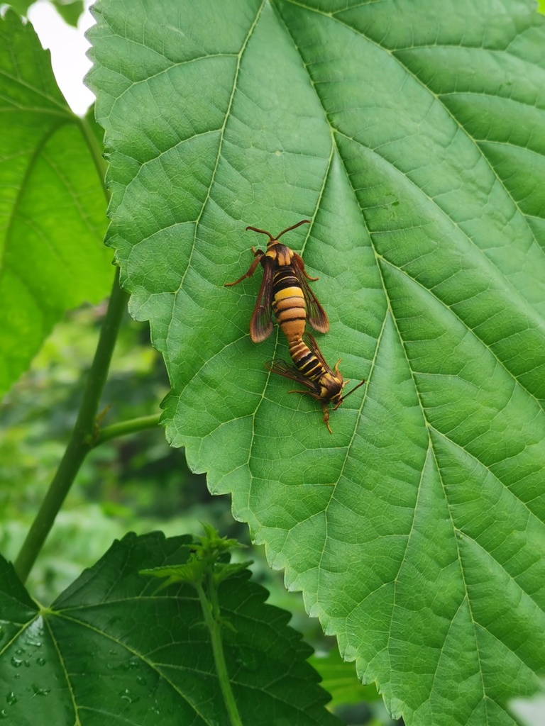 Toleria abiaeformis