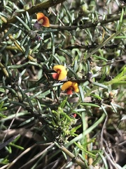 Mirbelia pungens