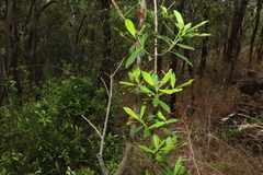 Alyxia spicata