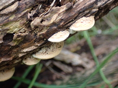 Perenniporia