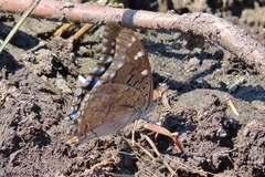 Charaxes guderiana guderiana