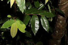 Xylopia maccreae