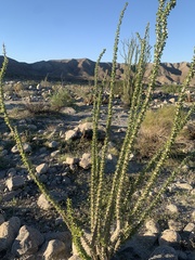 Fouquieria splendens splendens