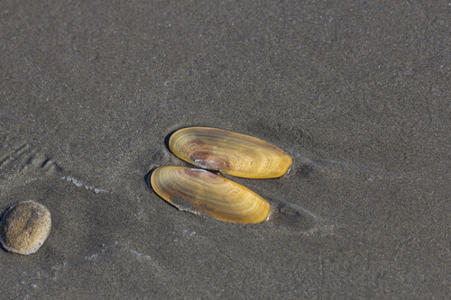 Pacific razor clam