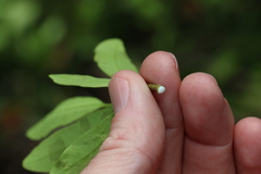 Alyxia spicata