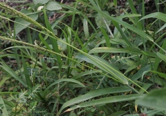 Digitaria setigera