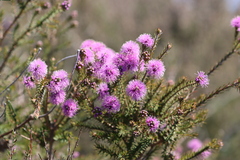 Melaleuca squamea