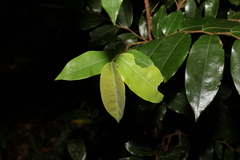 Xylopia maccreae