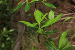 Alyxia spicata