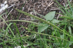 Digitaria setigera