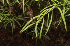 Acacia simsii