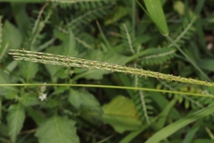 Digitaria setigera