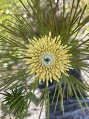 Isopogon anethifolius