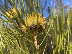 Isopogon anethifolius