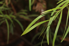Acacia simsii