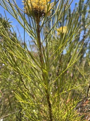Isopogon anethifolius